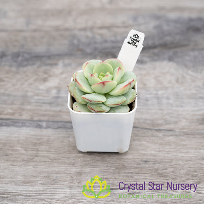 x Sedeveria 'Pudgy'